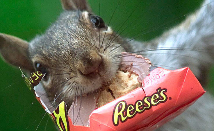 A gray squirrel eats a Reese's peanut butter cup stolen from a nearby drug store dumpster on Chestnut Street in Oneonta, N.Y., on Wednesday, May 28, 2003.