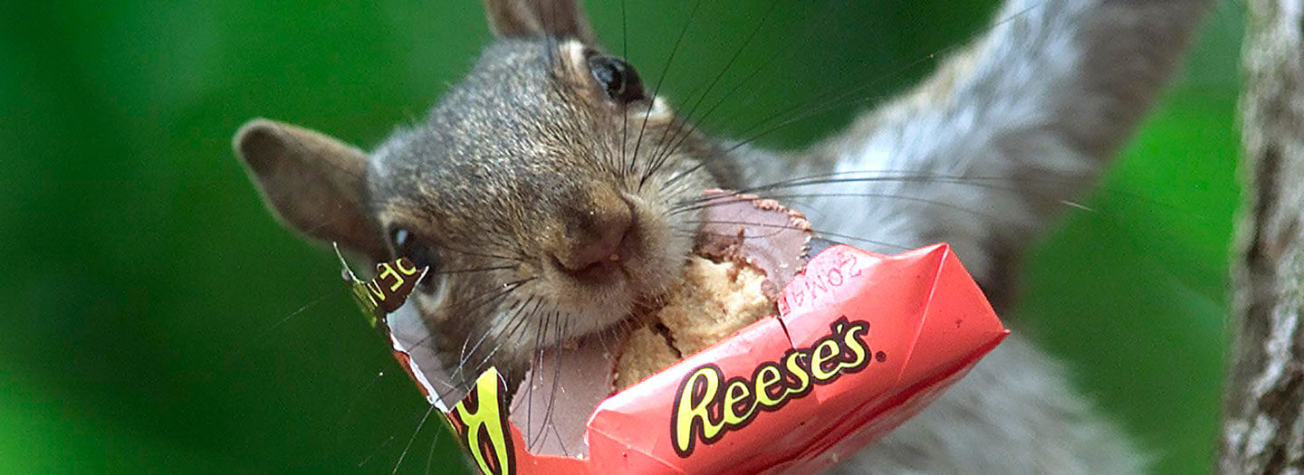 A gray squirrel eats a Reese's peanut butter cup stolen from a nearby drug store dumpster on Chestnut Street in Oneonta, N.Y., on Wednesday, May 28, 2003.