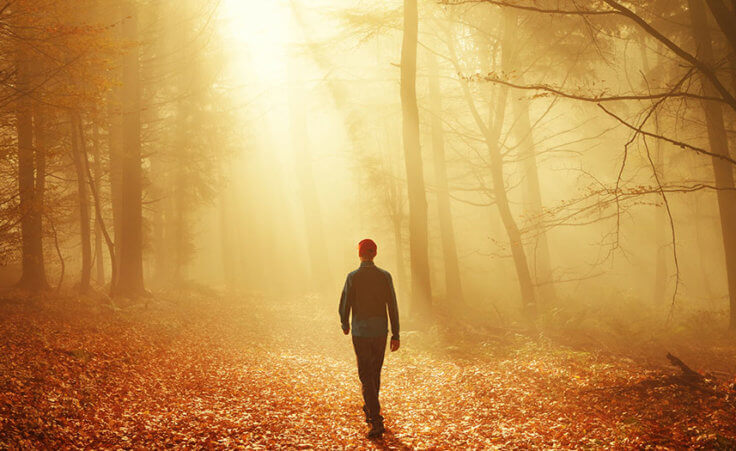 A man walks upon a leafy path in a sun-drenched forest