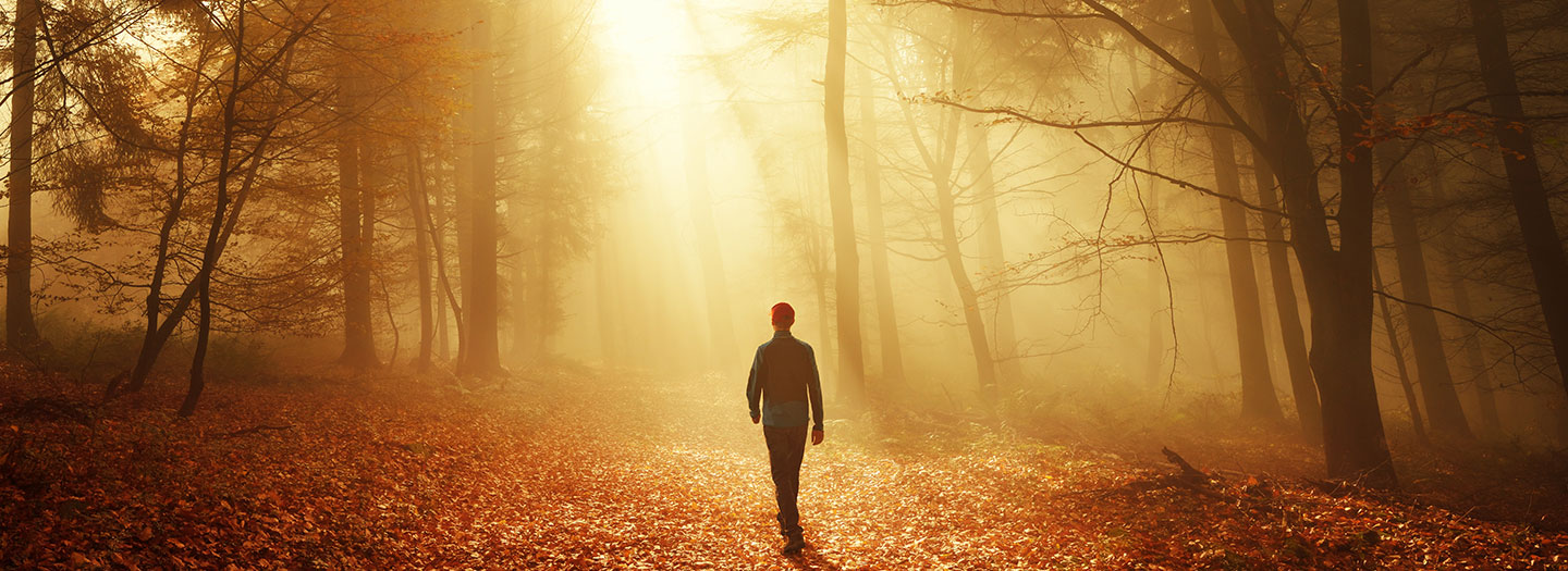 A man walks upon a leafy path in a sun-drenched forest