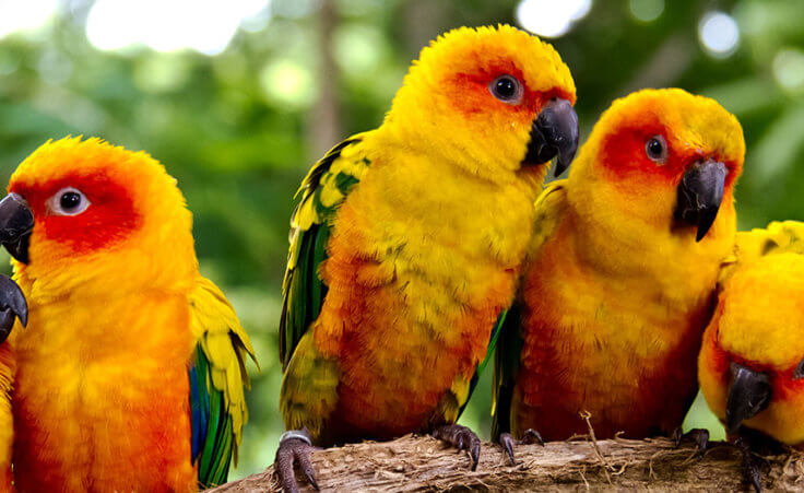 Five red-and-yellow parrots are perched on a tree limb