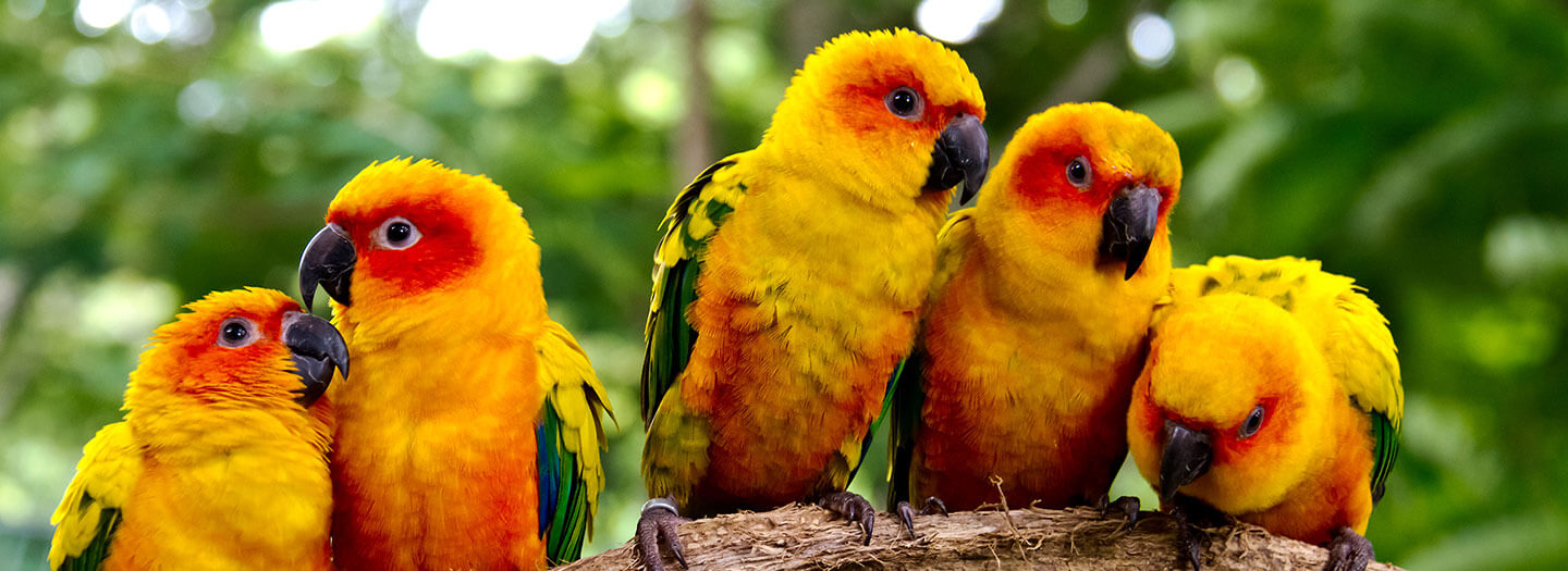 Five red-and-yellow parrots are perched on a tree limb