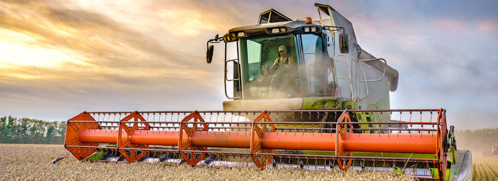 Combine harvester harvesting ripe golden wheat on the field