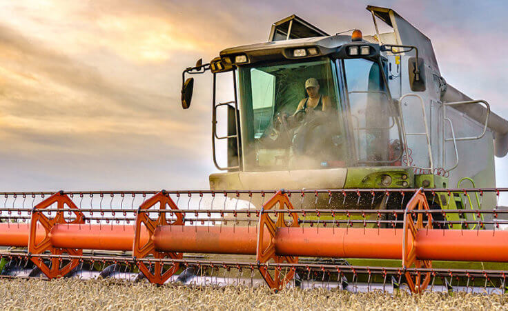 Combine harvester harvesting ripe golden wheat on the field