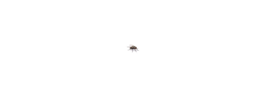 a small black fly centered on an empty white background