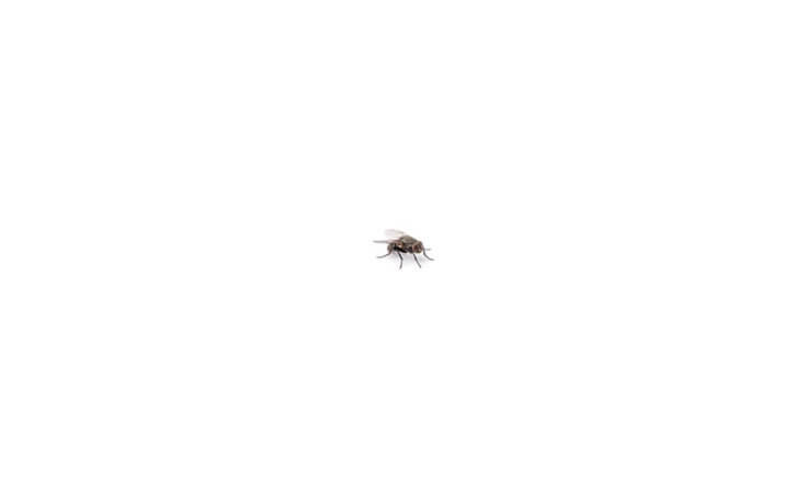a small black fly centered on an empty white background