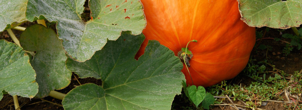 A single large pumpkin hides behind leaves