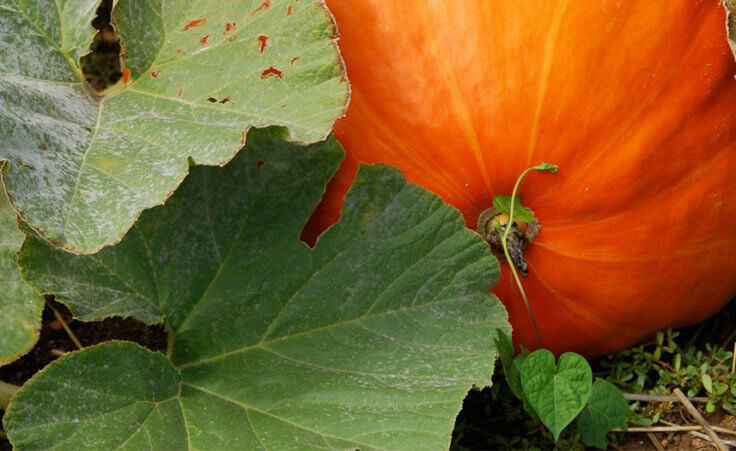 A single large pumpkin hides behind leaves