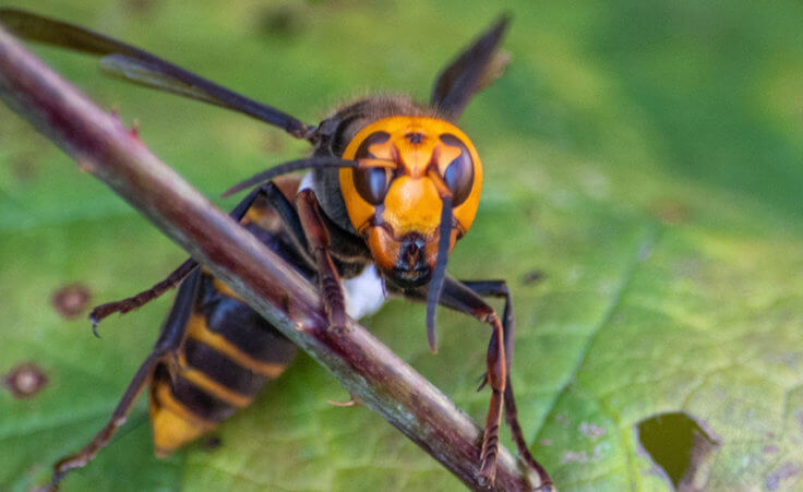 In photo provided by the Washington State Dept. of Agriculture, an Asian Giant Hornet wearing a tracking device is shown Thursday, Oct. 22, 2020 near Blaine, Wash.