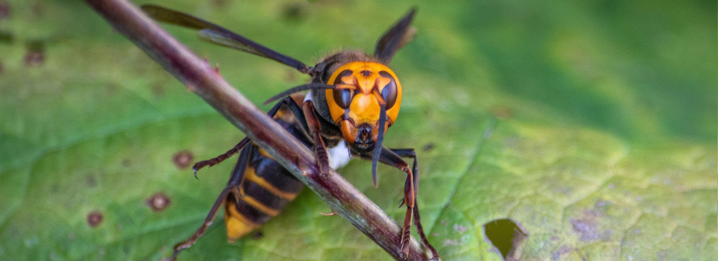 In photo provided by the Washington State Dept. of Agriculture, an Asian Giant Hornet wearing a tracking device is shown Thursday, Oct. 22, 2020 near Blaine, Wash.