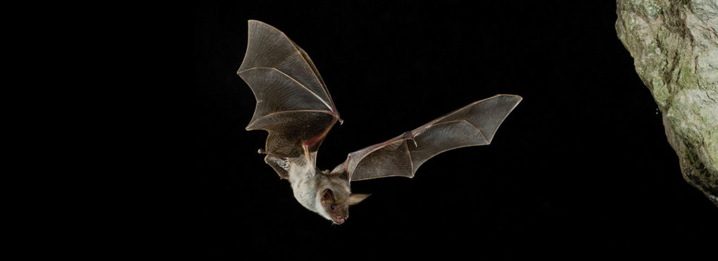A bat with outstretched wings flies in the darkness