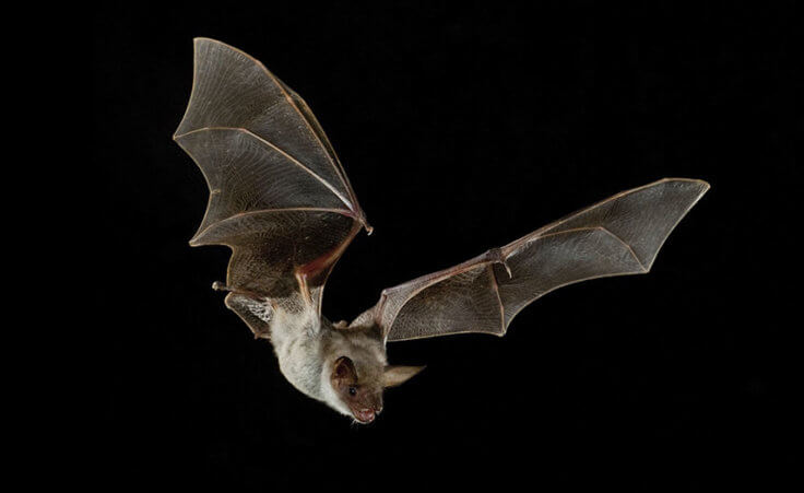 A bat with outstretched wings flies in the darkness