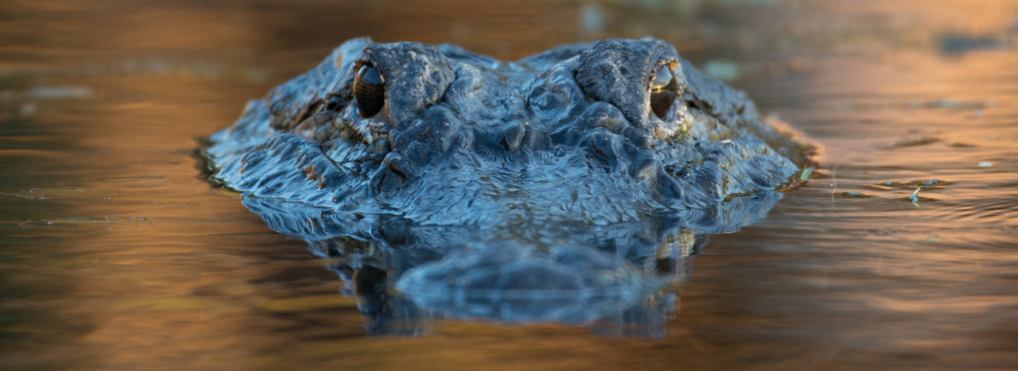 Man rescues puppy from alligator