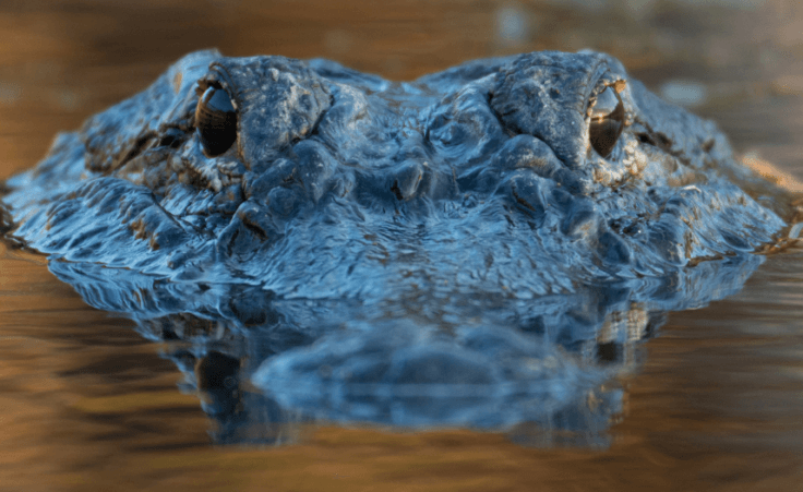 Man rescues puppy from alligator