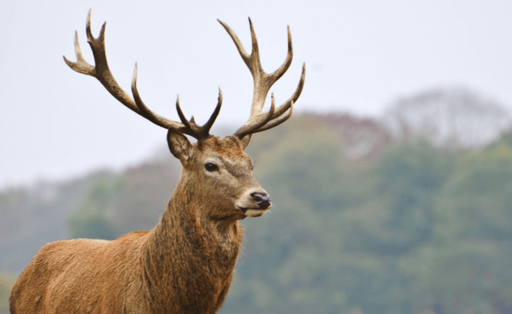Grandmother shoots buck from the kitchen window: The courage to respond biblically to "the worst event this country will face"