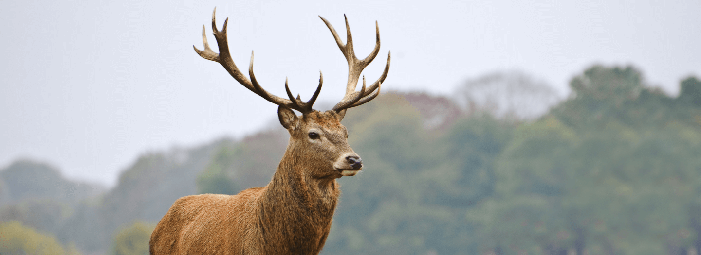 Grandmother shoots buck from the kitchen window: The courage to respond biblically to "the worst event this country will face"