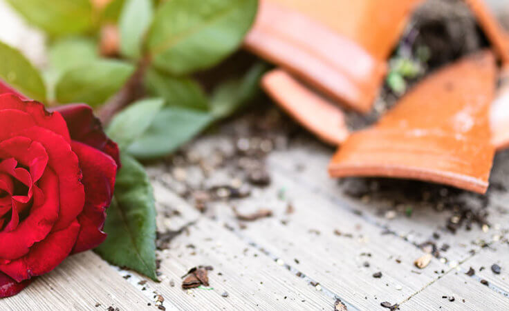 a rose has fallen out of a broken clay pot