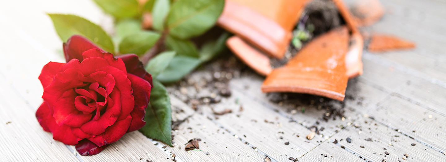 a rose has fallen out of a broken clay pot