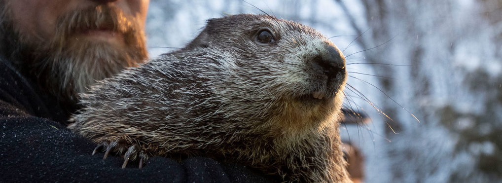 Punxsutawney Phil