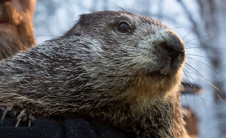 Punxsutawney Phil