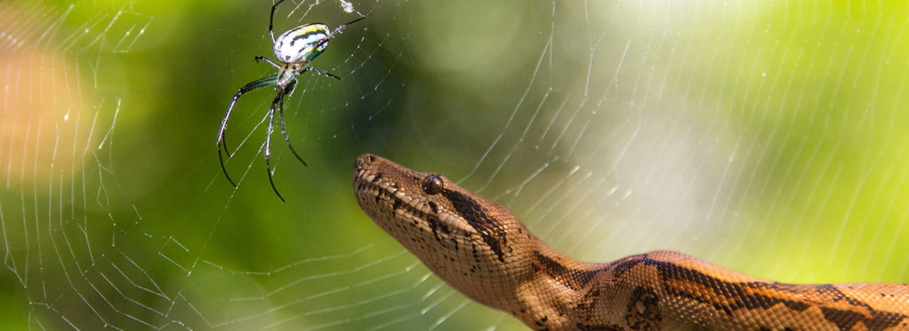 A snake eyes a spider on its web