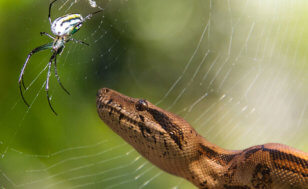 A snake eyes a spider on its web
