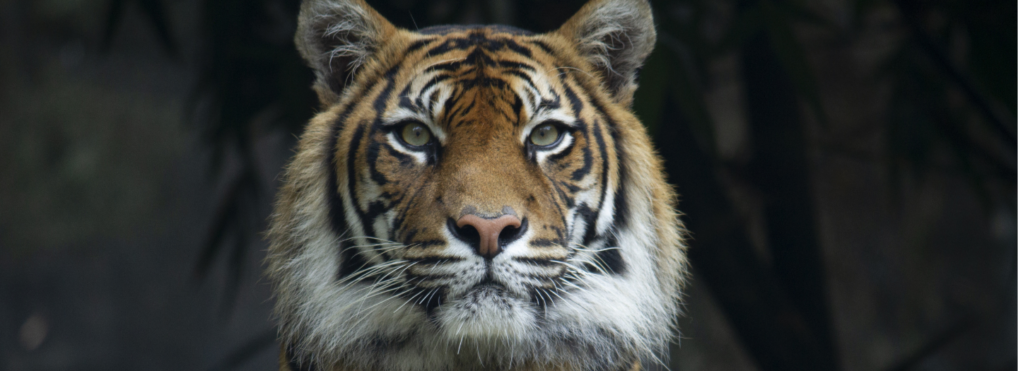 Pet tiger recaptured in Houston: Trusting God's word when we do not understand his ways