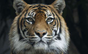 Pet tiger recaptured in Houston: Trusting God's word when we do not understand his ways