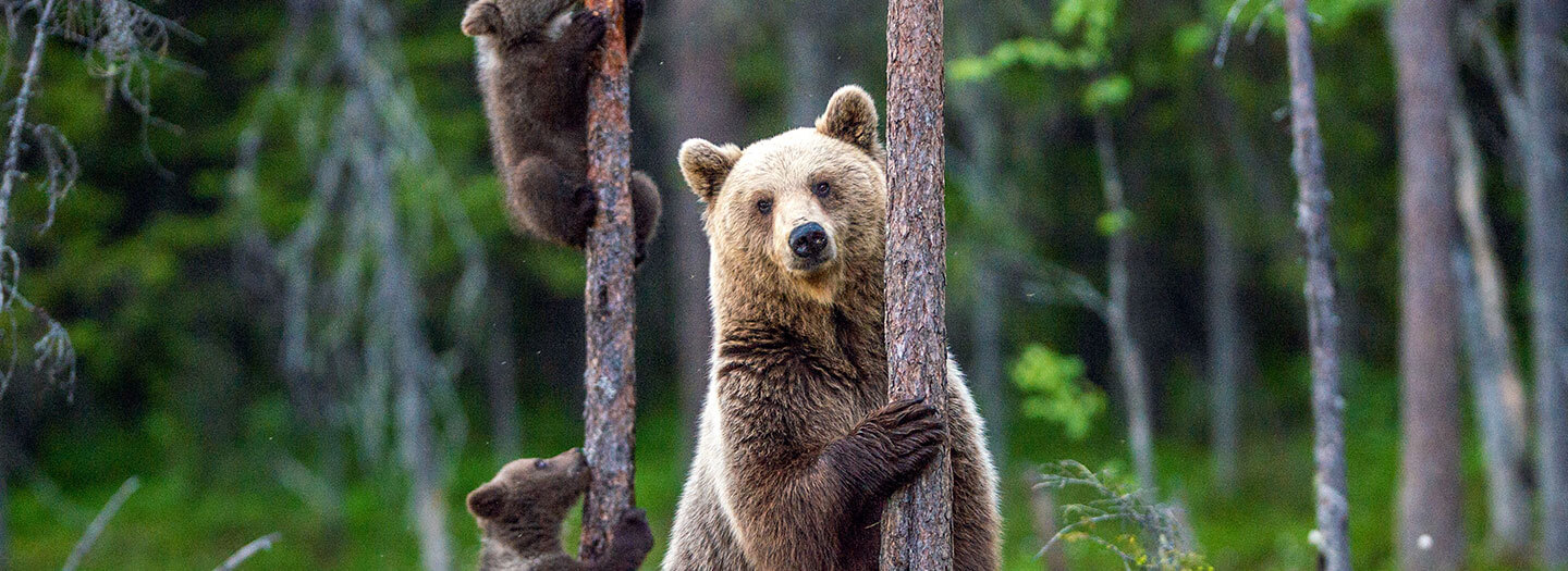 A bear and her cubs climb trees