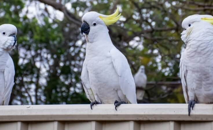 Cockatoos master dumpster diving, teach each other: Divine design and transformational worship