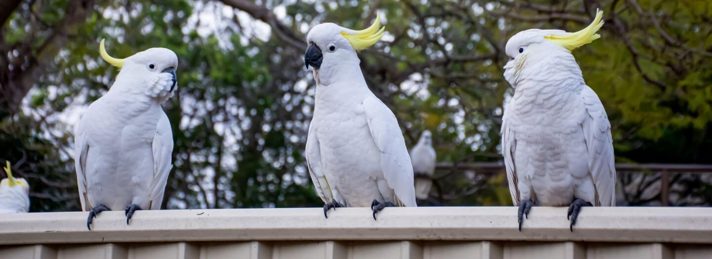 Cockatoos master dumpster diving, teach each other: Divine design and transformational worship