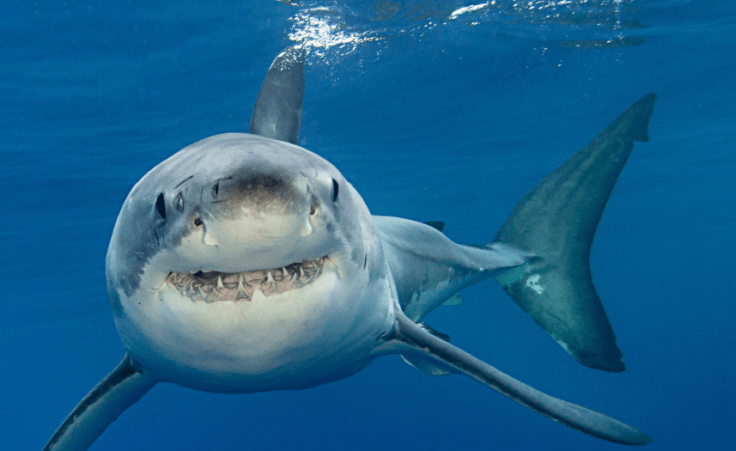 Australian officials seek to rebrand shark attacks: Three satanic deceptions and the privilege of sharing life's greatest gift