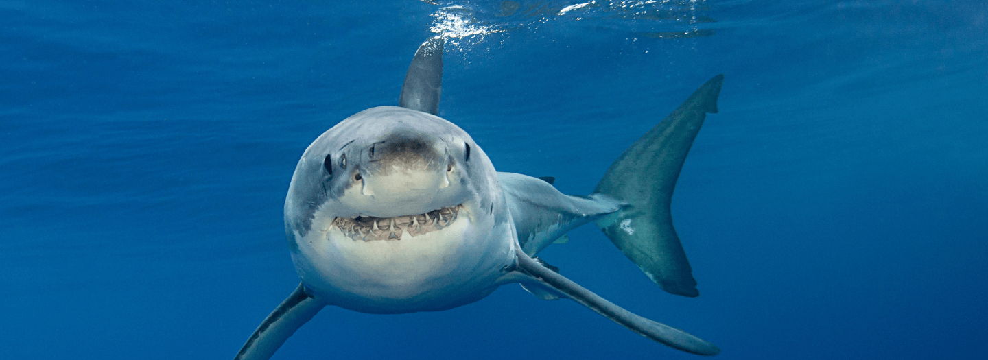 Australian officials seek to rebrand shark attacks: Three satanic deceptions and the privilege of sharing life's greatest gift