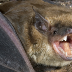 Man awoke to a bat on his neck, declined vaccine, died of rabies