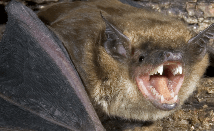 Man awoke to a bat on his neck, declined vaccine, died of rabies