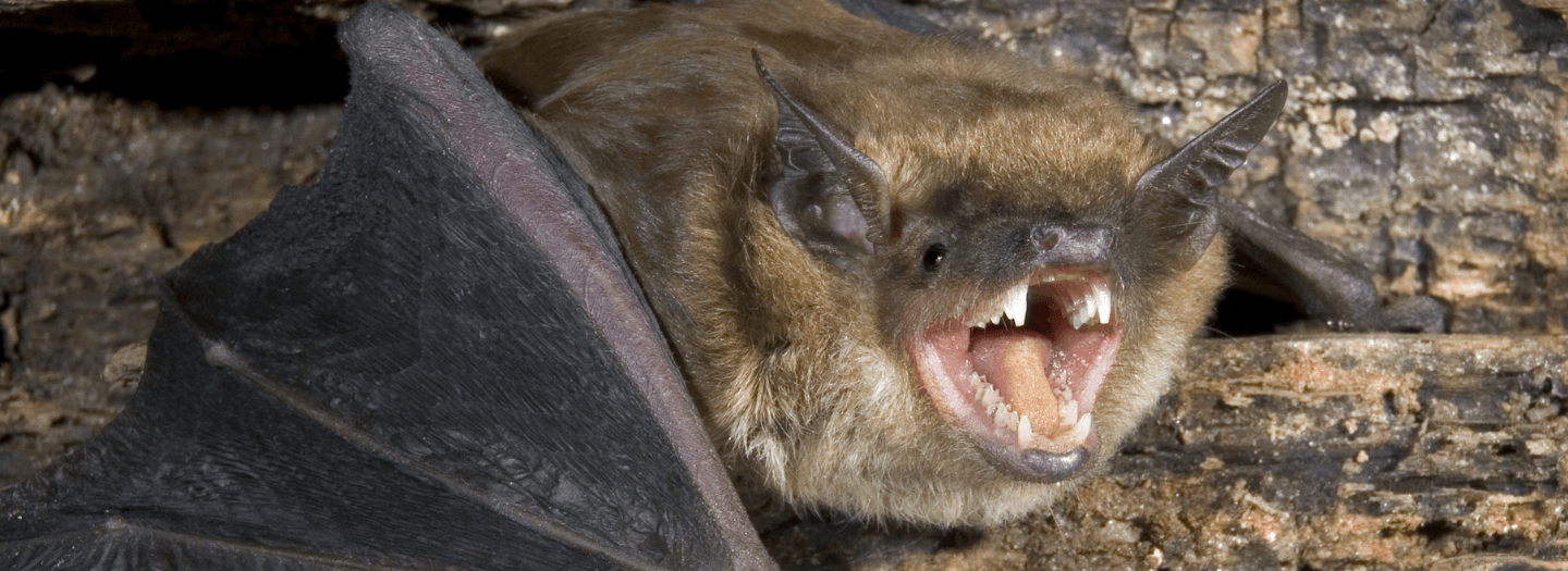 Man awoke to a bat on his neck, declined vaccine, died of rabies