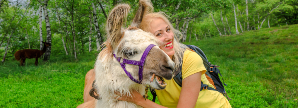What "llama therapy" and "emotional support fish" say about us