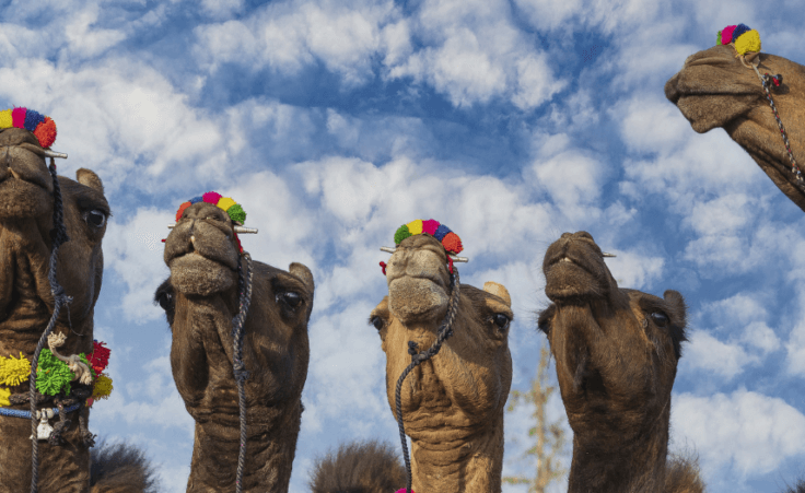 "Camels barred from beauty contest over Botox": The quest for affirmation and power of partnership with God