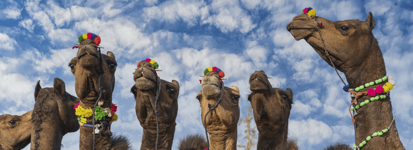 "Camels barred from beauty contest over Botox": The quest for affirmation and power of partnership with God