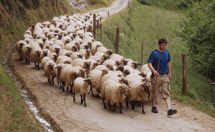 A shepherd leads his sheep down a road
