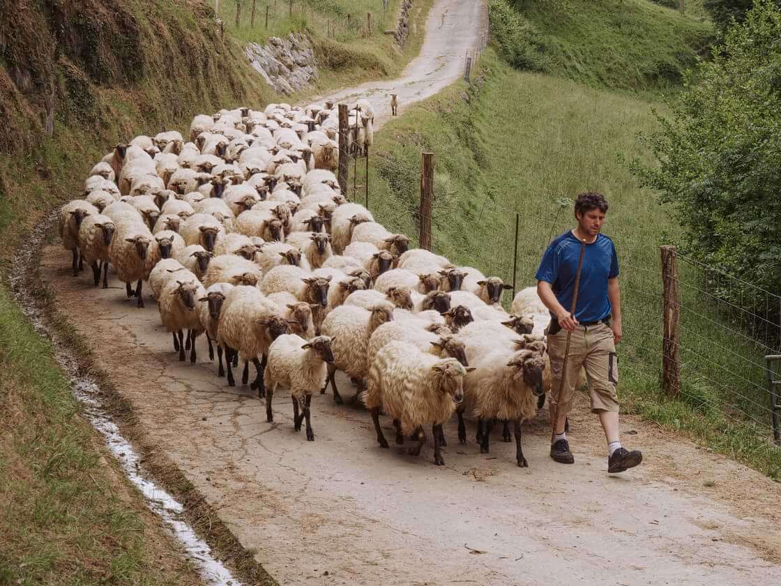 A shepherd leads his sheep down a road