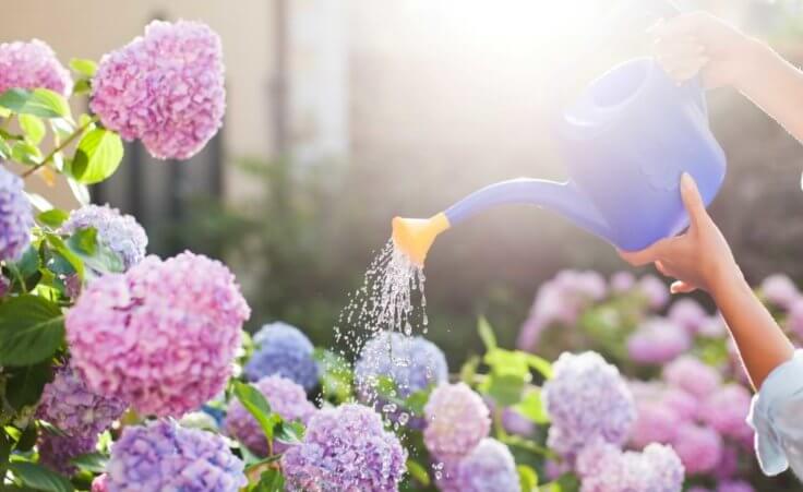 Water pours from a watering can held by a woman over a garden of hydrangeas.