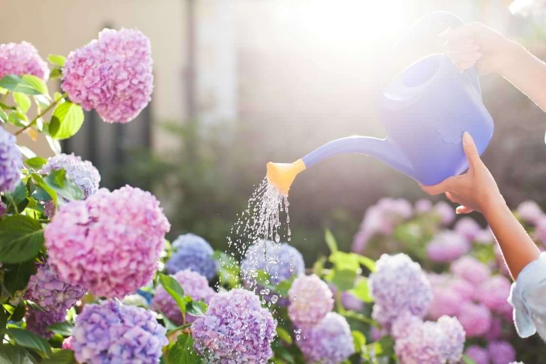 Water pours from a watering can held by a woman over a garden of hydrangeas.