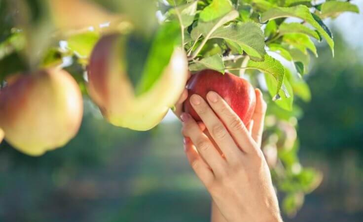 A woman's hand picks an apple from a tree.