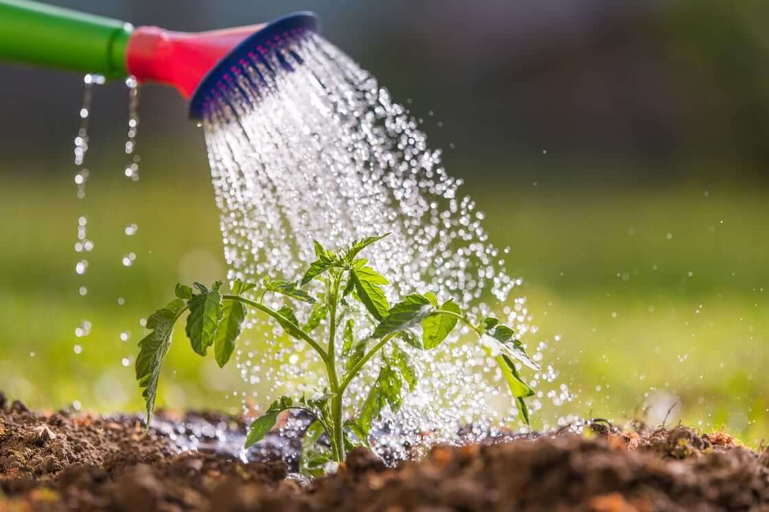 Water from a watering can is poured over a sprouting tomato seedling.