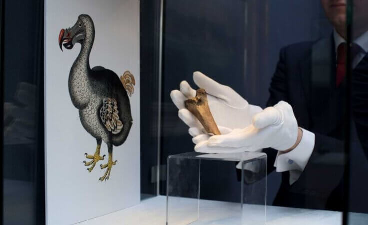 FILE - A rare fragment of a Dodo femur bone is displayed for photographs next to an image of a member of the extinct bird species at Christie's auction house's premises in London, March 27, 2013. Colossal Biosciences has raised an additional $150 million from investors to develop genetic technologies that the company claims will help to bring back some extinct species, including the dodo and the woolly mammoth. (AP Photo/Matt Dunham, File)