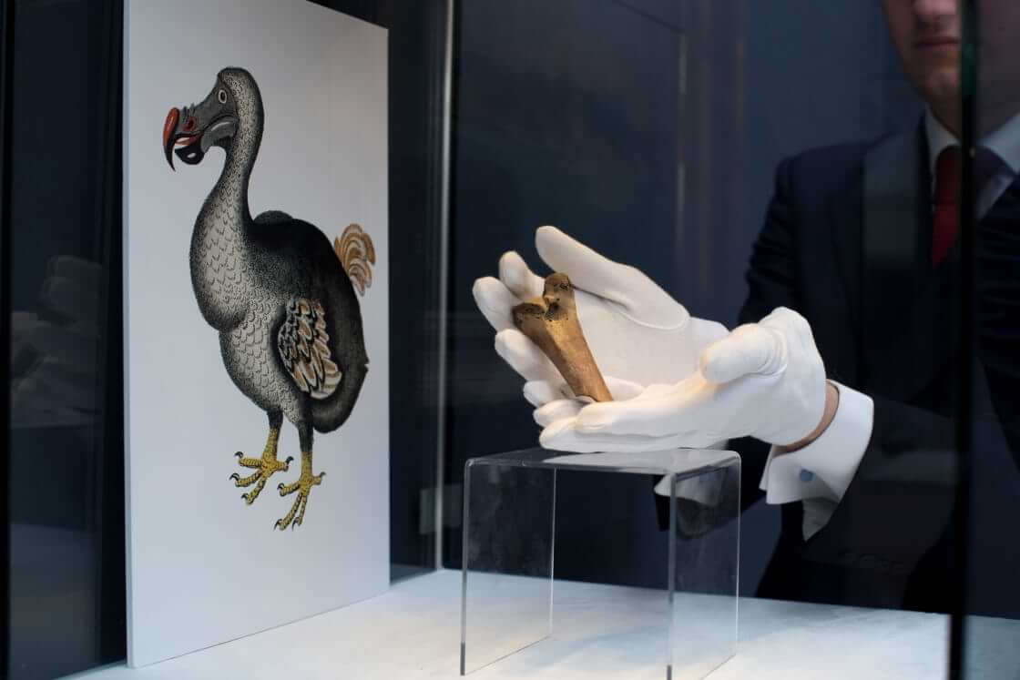 FILE - A rare fragment of a Dodo femur bone is displayed for photographs next to an image of a member of the extinct bird species at Christie's auction house's premises in London, March 27, 2013. Colossal Biosciences has raised an additional $150 million from investors to develop genetic technologies that the company claims will help to bring back some extinct species, including the dodo and the woolly mammoth. (AP Photo/Matt Dunham, File)
