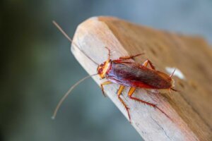 A cockroach sits on a wooden plank. For $10 as part of a Valentine's Day promotion, the San Antonio Zoo will name a cockroach after your ex and feed it to an animal. © Luis2499/stock.adobe.com