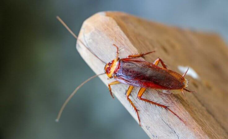 A cockroach sits on a wooden plank. For $10 as part of a Valentine's Day promotion, the San Antonio Zoo will name a cockroach after your ex and feed it to an animal. © Luis2499/stock.adobe.com