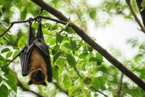 A fruit bat hangs upside down from a tree branch. Such bats can transmit the Marburg virus. © By arrowsmith2/stock.adobe.com